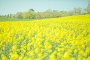 春になったら聴きたいおすすめのソング