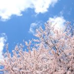 桜がきれいなお花見におすすめスポット/東京都内