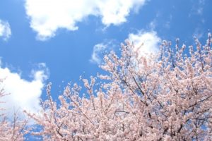 桜がきれいなお花見におすすめスポット/東京都内