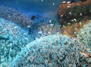 【魚】MCやネタ、バンド名に使えるサカナの種類と漢字